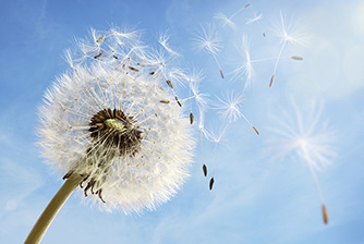 dandelions